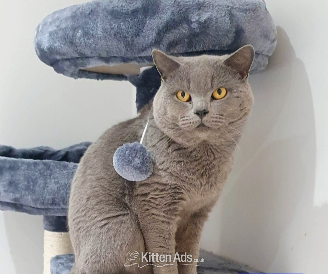 British blue shorthairs kittens full pedigree  - British Shorthair