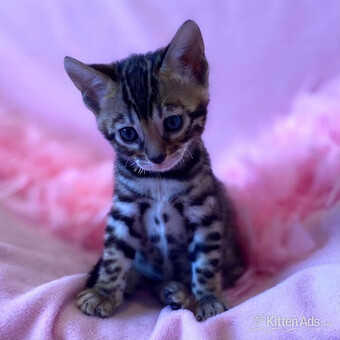 Cats for sell sales