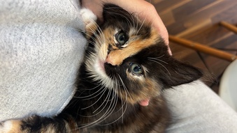 Ragdoll mixed kittens