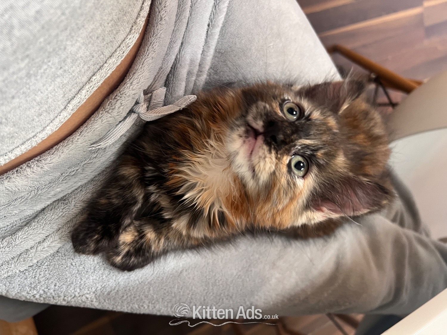 Other Breed Cats and Kittens