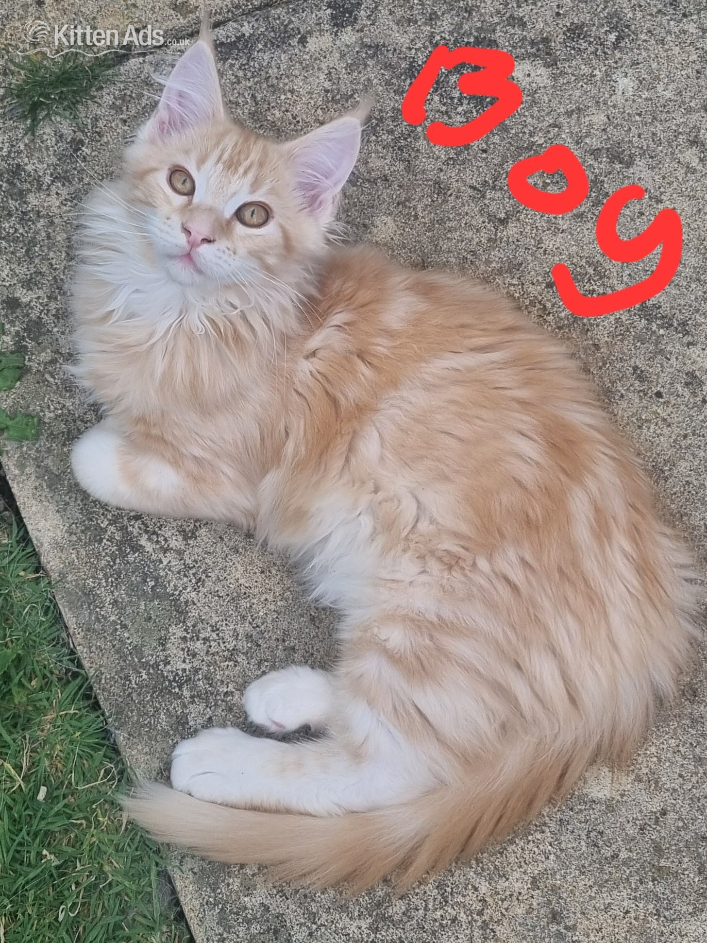 Reduced GCCF registered red and black silver maine coon kittens  in {LOCATION}
