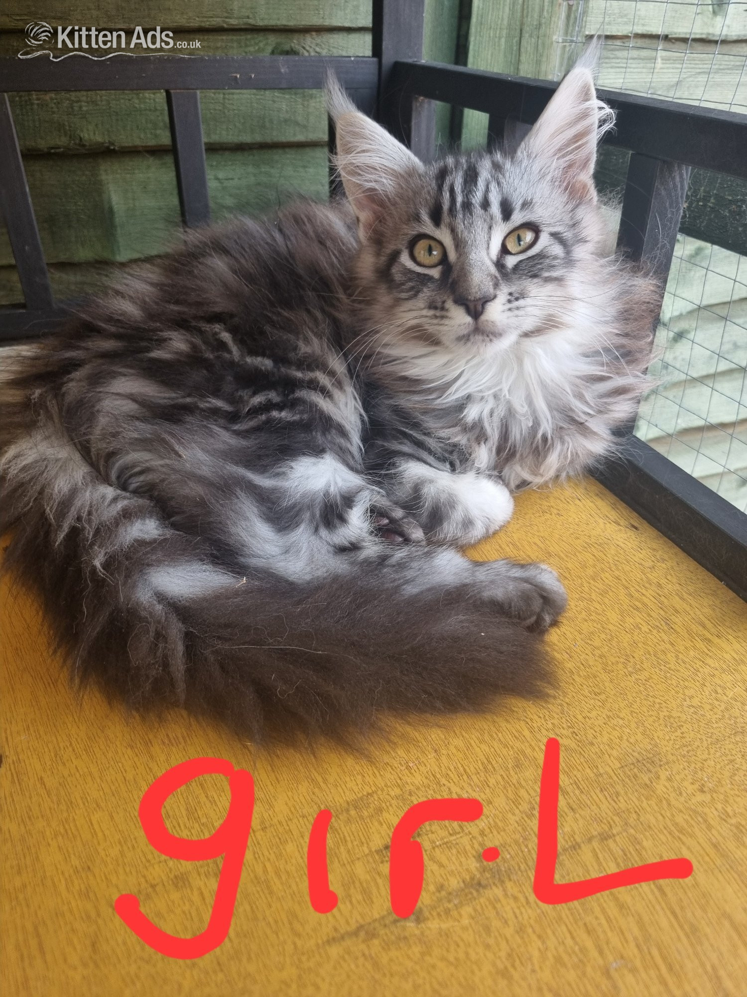 Maine Coon