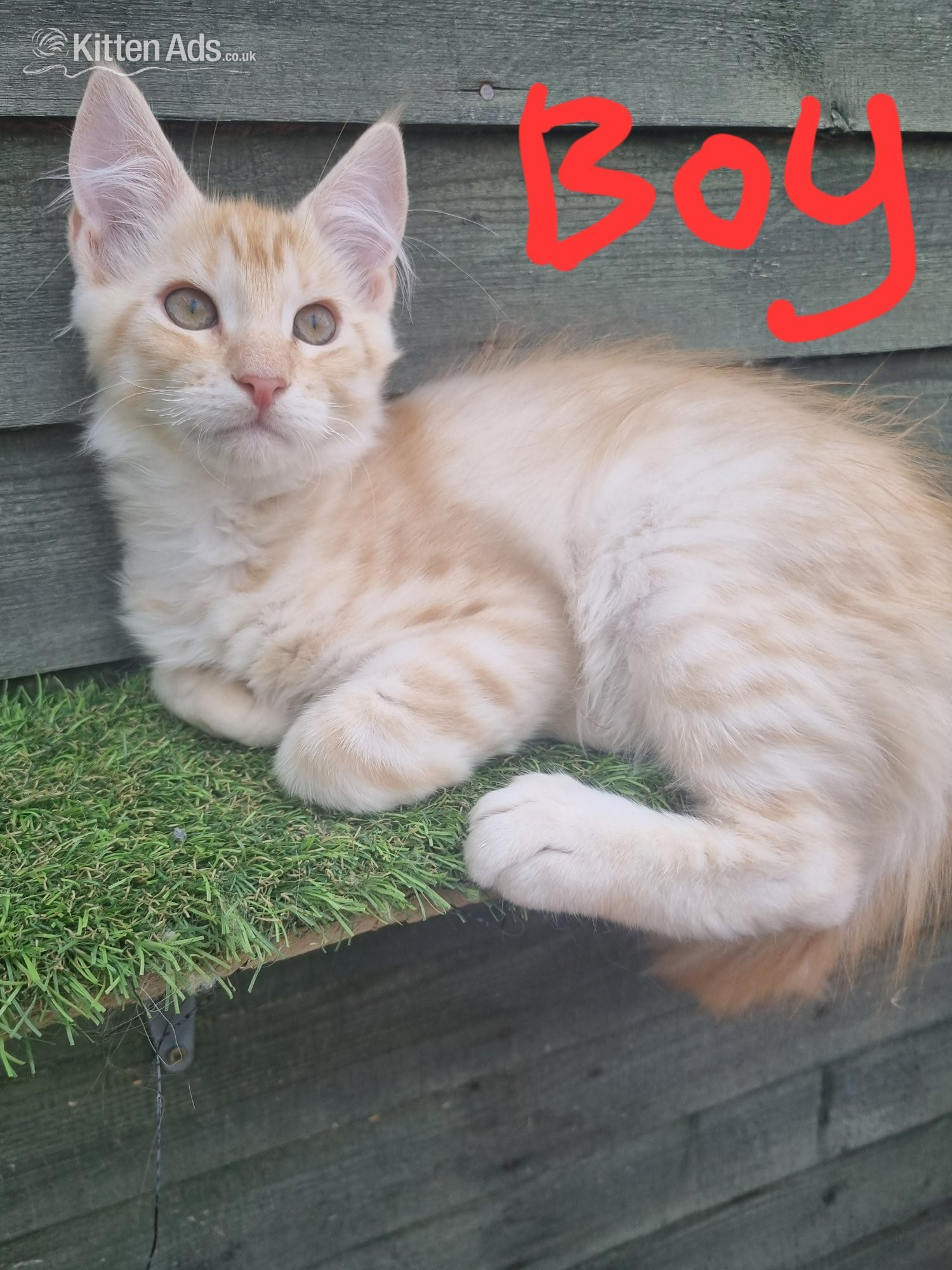 Maine Coon Cats and Kittens