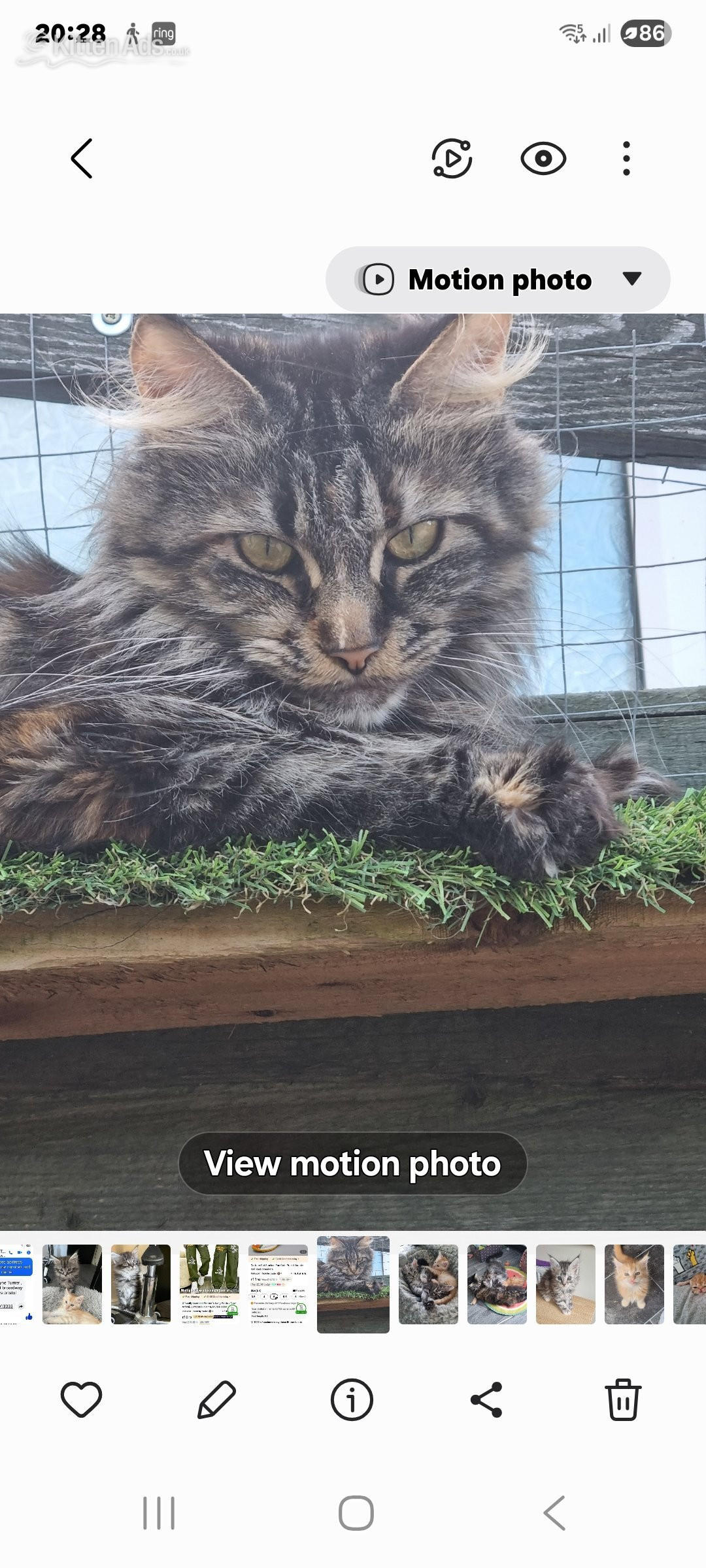 Maine Coon - Reduced GCCF registered red and black silver maine coon kittens 