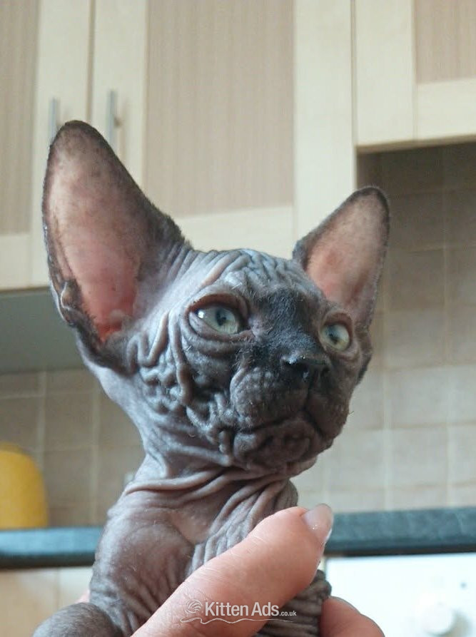 canadian sphynx canadian sphynx black colour Born on 09/05/2026,  in {LOCATION}