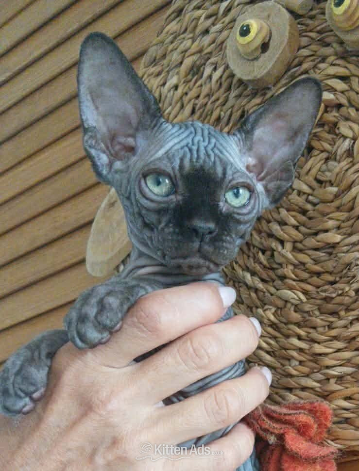 Sphynx