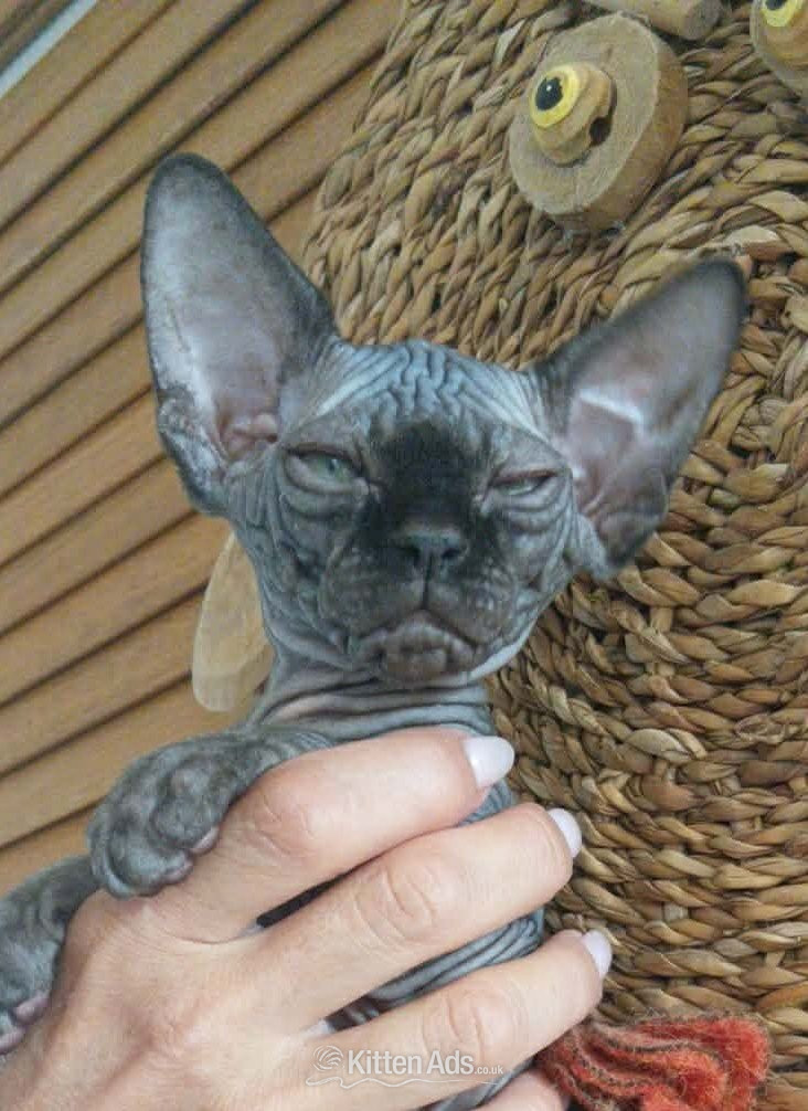 Sphynx Cats and Kittens