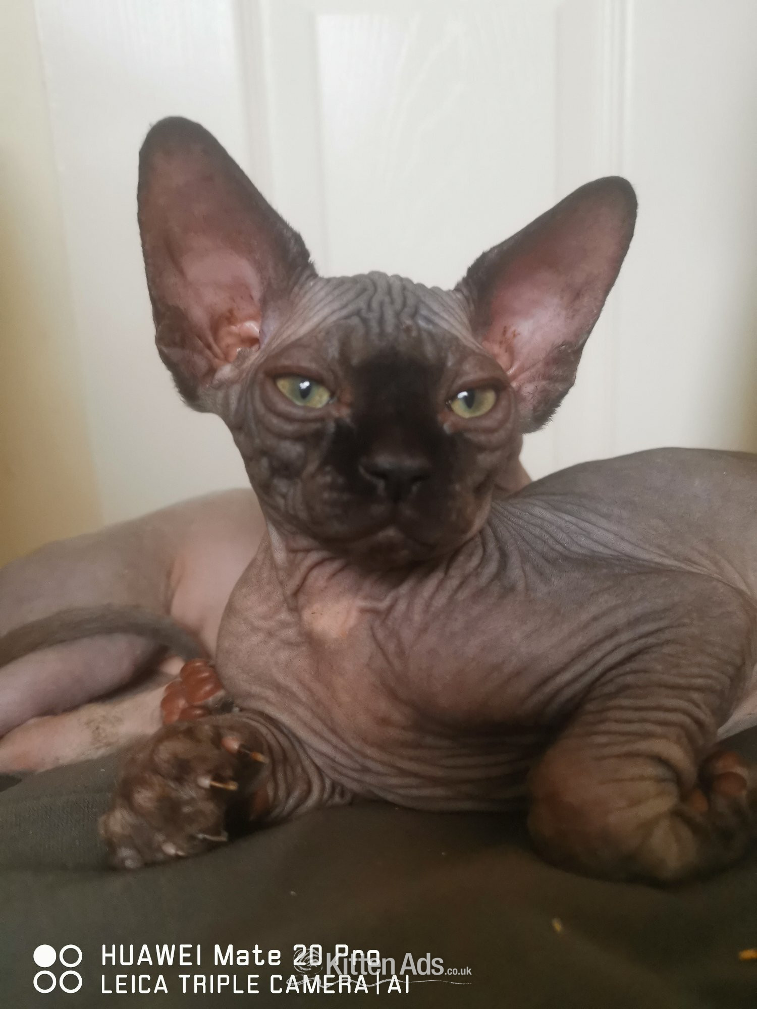 Sphynx - canadian sphynx canadian sphynx black colour Born on 09/05/2026, 