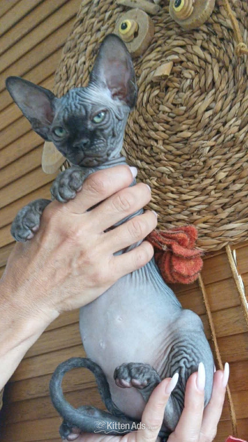 canadian sphynx canadian sphynx black colour Born on 09/05/2026,  - Sphynx