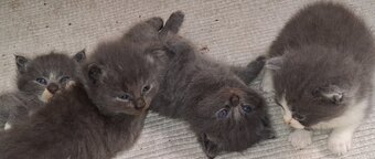 Longhaired British Shorthaired Blue ClC w Longhaired British Blue