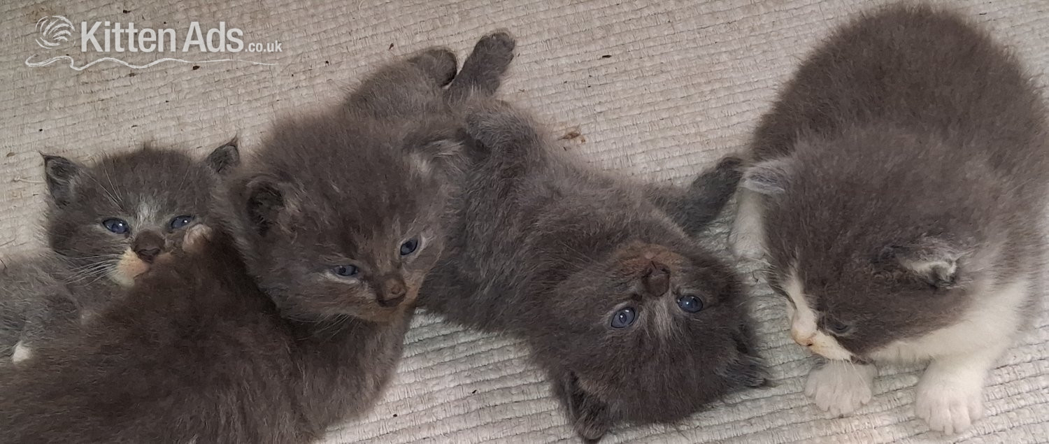 Longhaired British Shorthaired Blue ClC w Longhaired British Blue in {LOCATION}