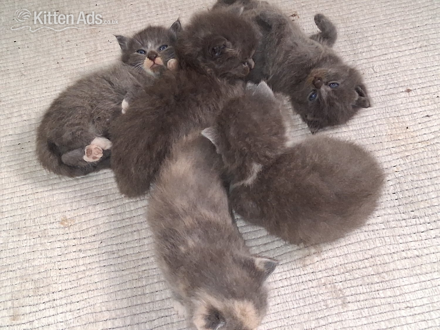 British Shorthair Cats and Kittens