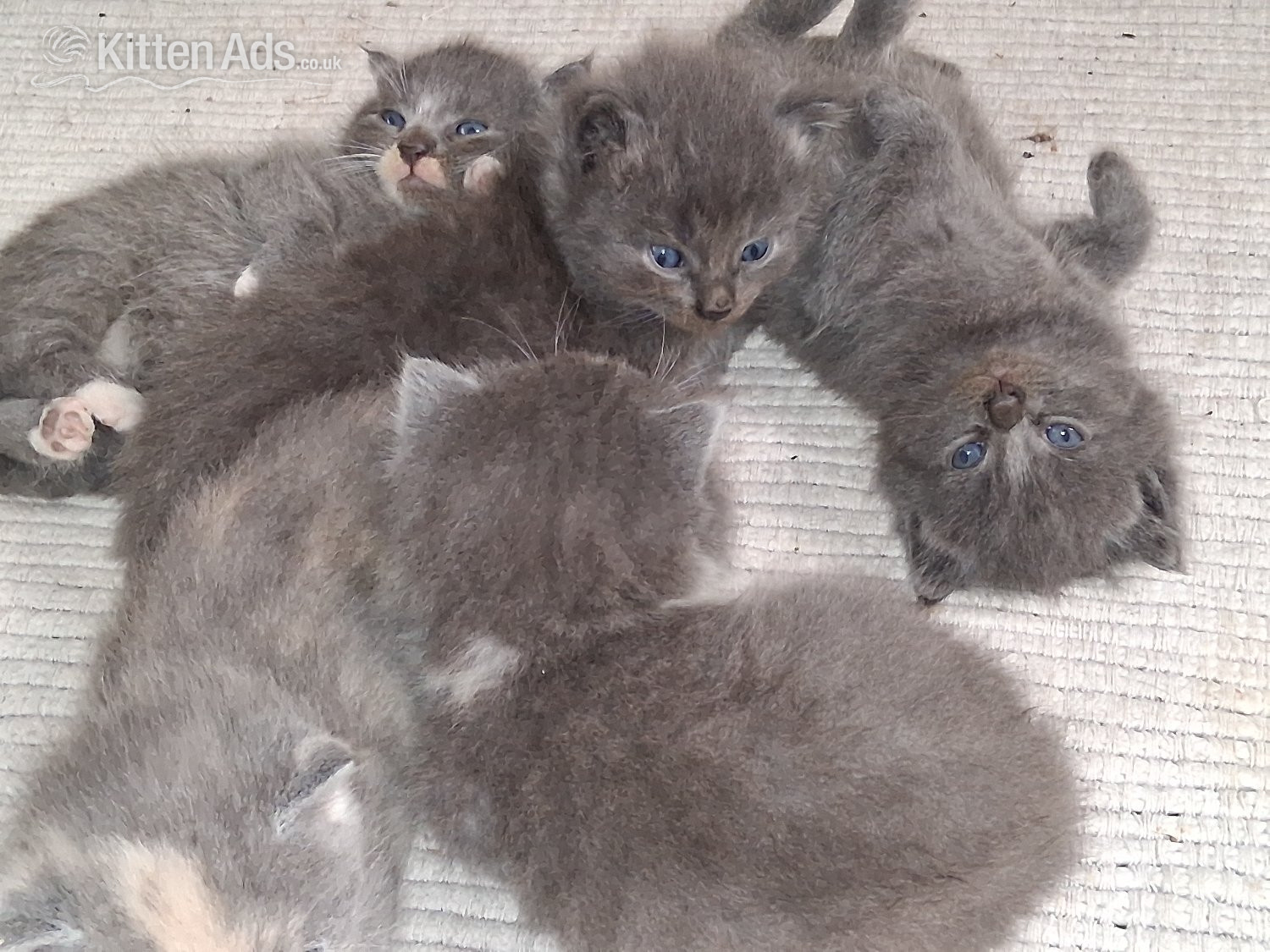 British Shorthair - Longhaired British Shorthaired Blue ClC w Longhaired British Blue