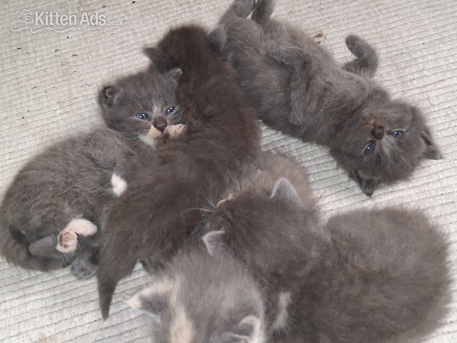 Longhaired British Shorthaired Blue ClC w Longhaired British Blue - British Shorthair