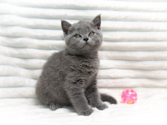 British Shorthair Blue Female 