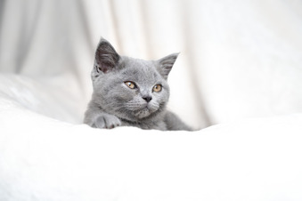 British Shorthair Blue Female 