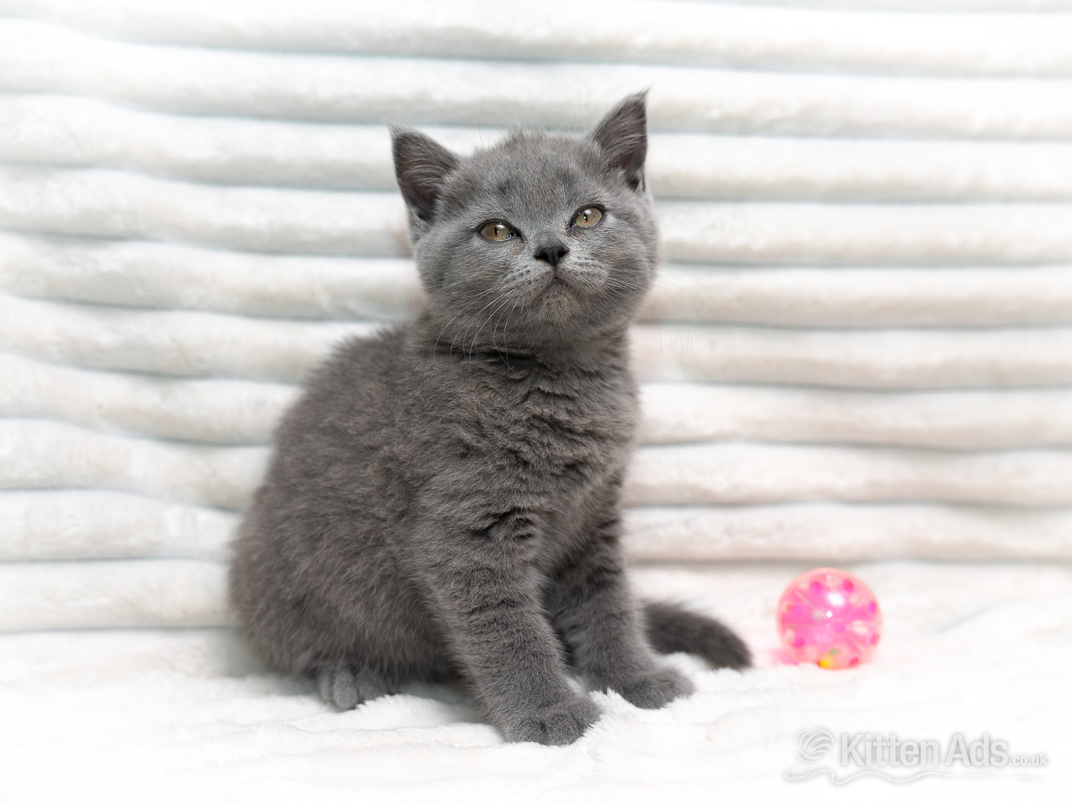British Shorthair Blue Female  in {LOCATION}
