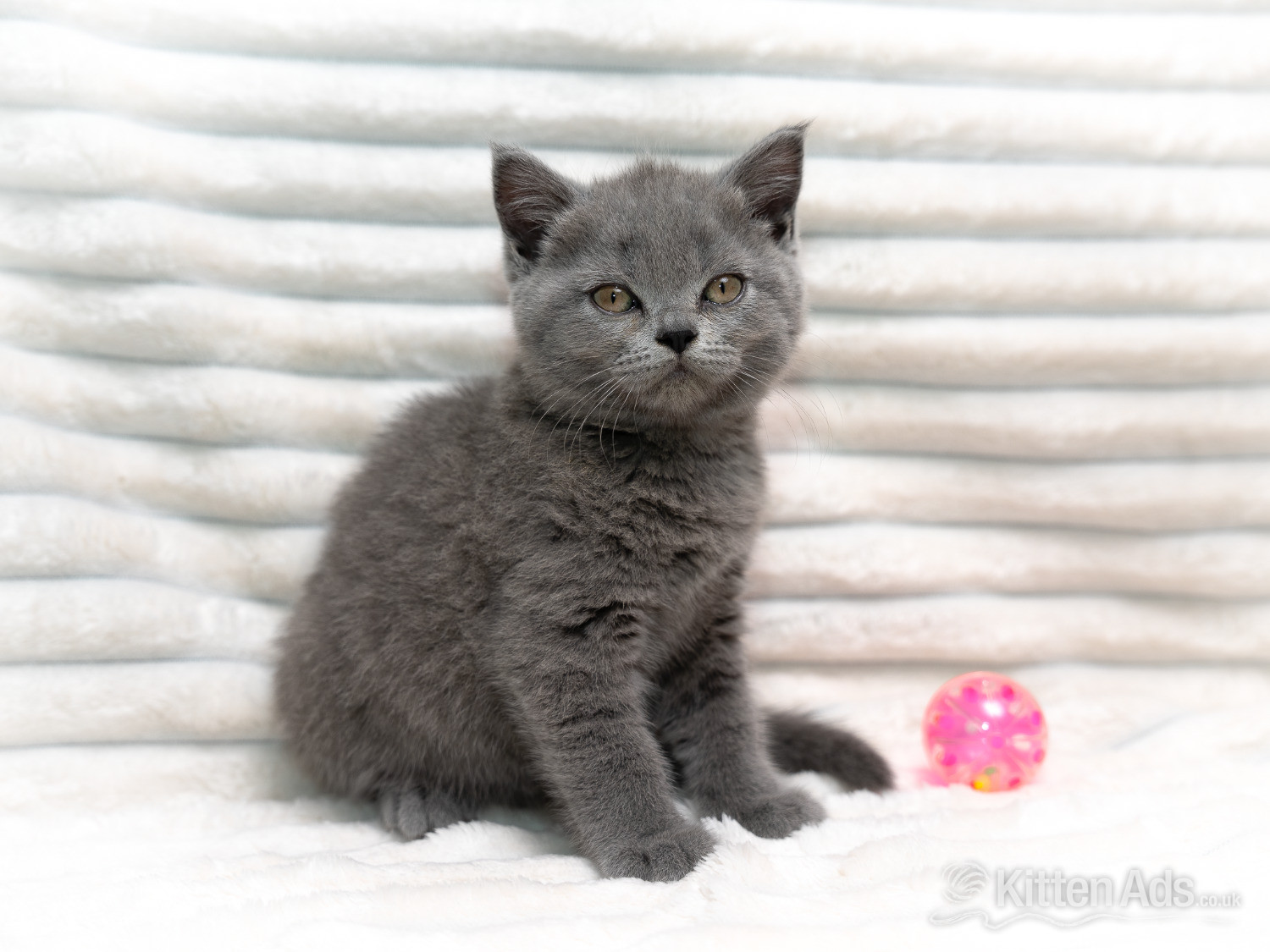 British Shorthair Cats and Kittens