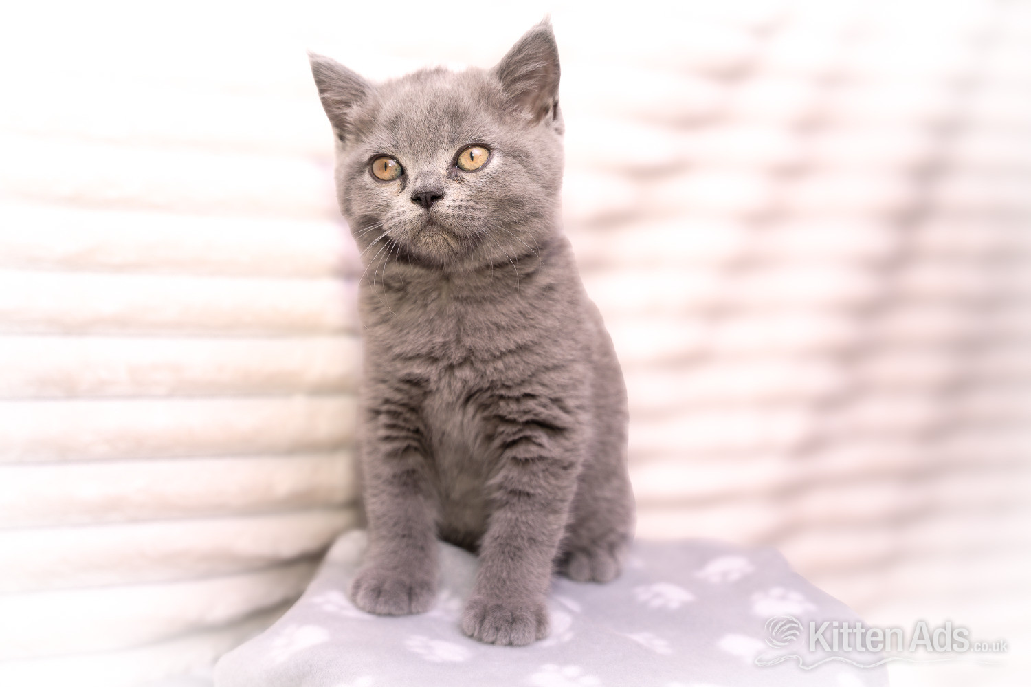 British Shorthair - British Shorthair Blue Female 