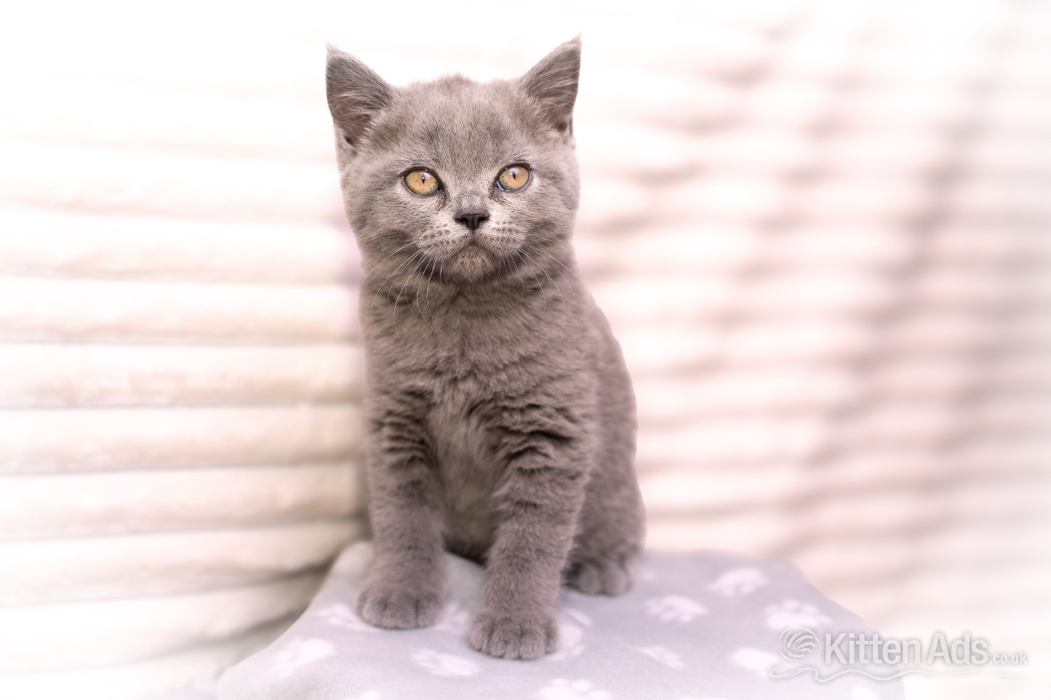 British Shorthair Blue Female  - British Shorthair