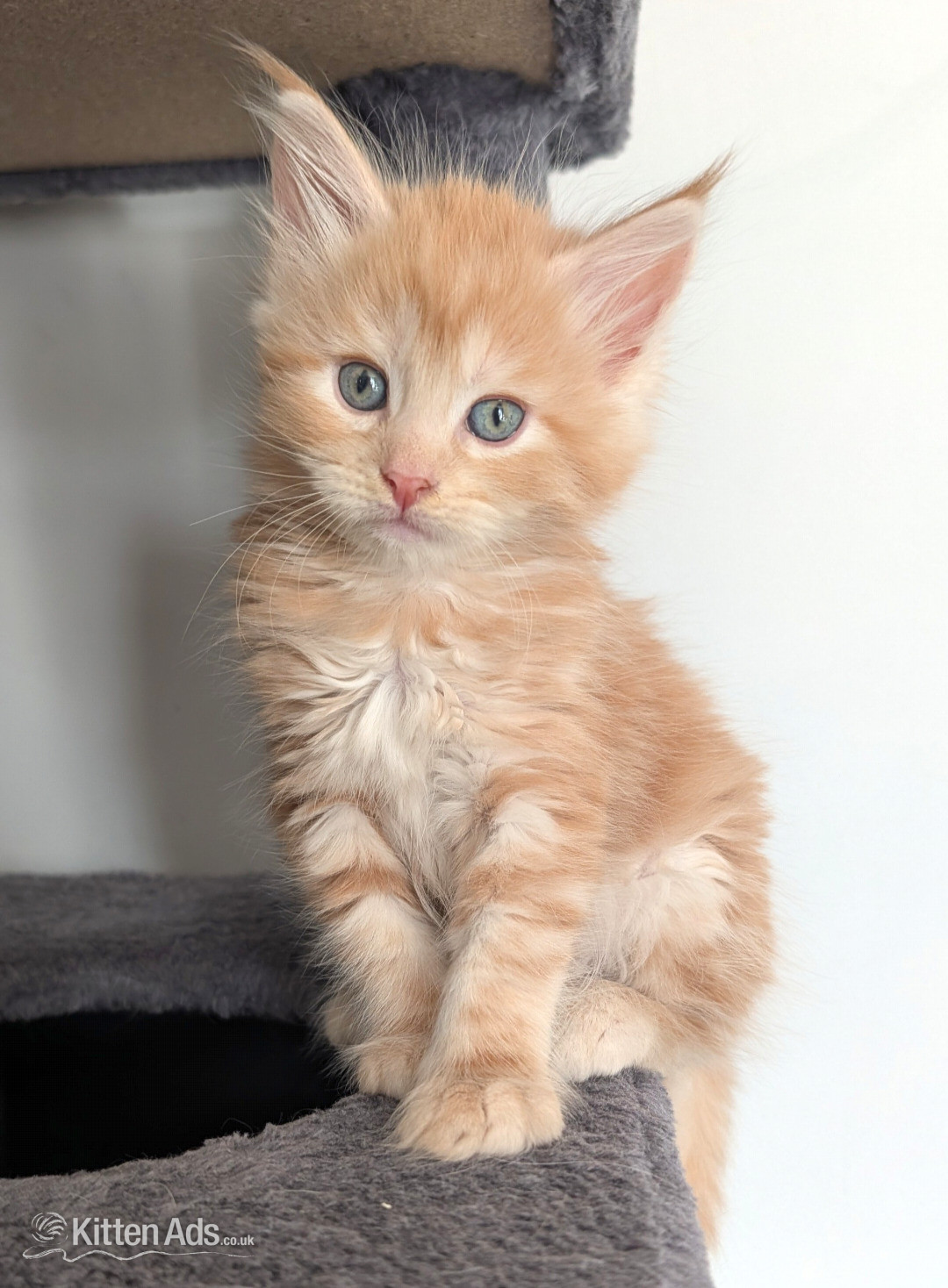 Maine Coon Kittens  READY NOW in {LOCATION}