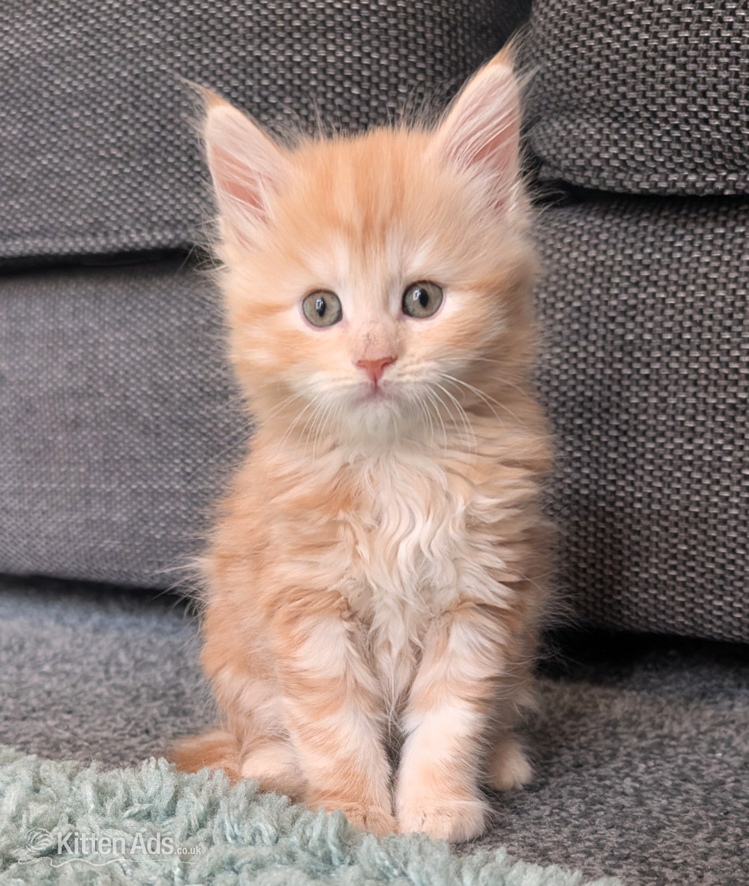 Maine Coon Cats and Kittens