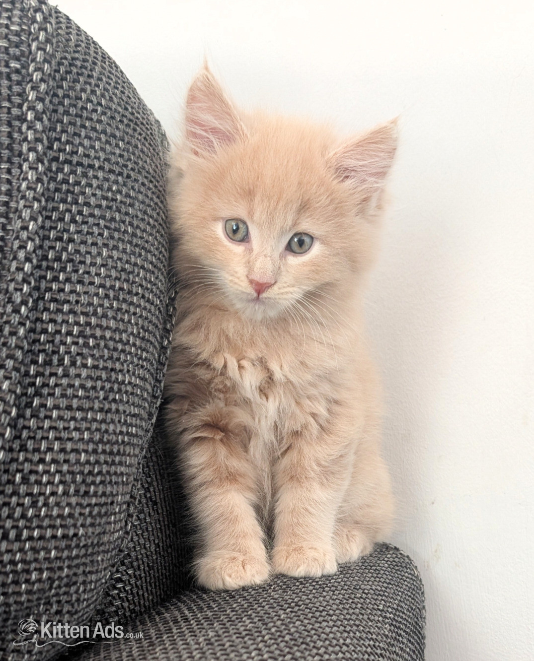 Maine Coon - Maine Coon Kittens  READY NOW