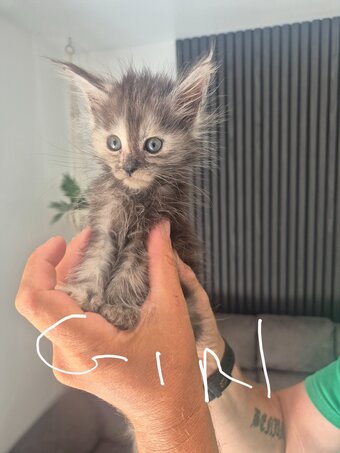 Pure Maincoon kitten for sale
