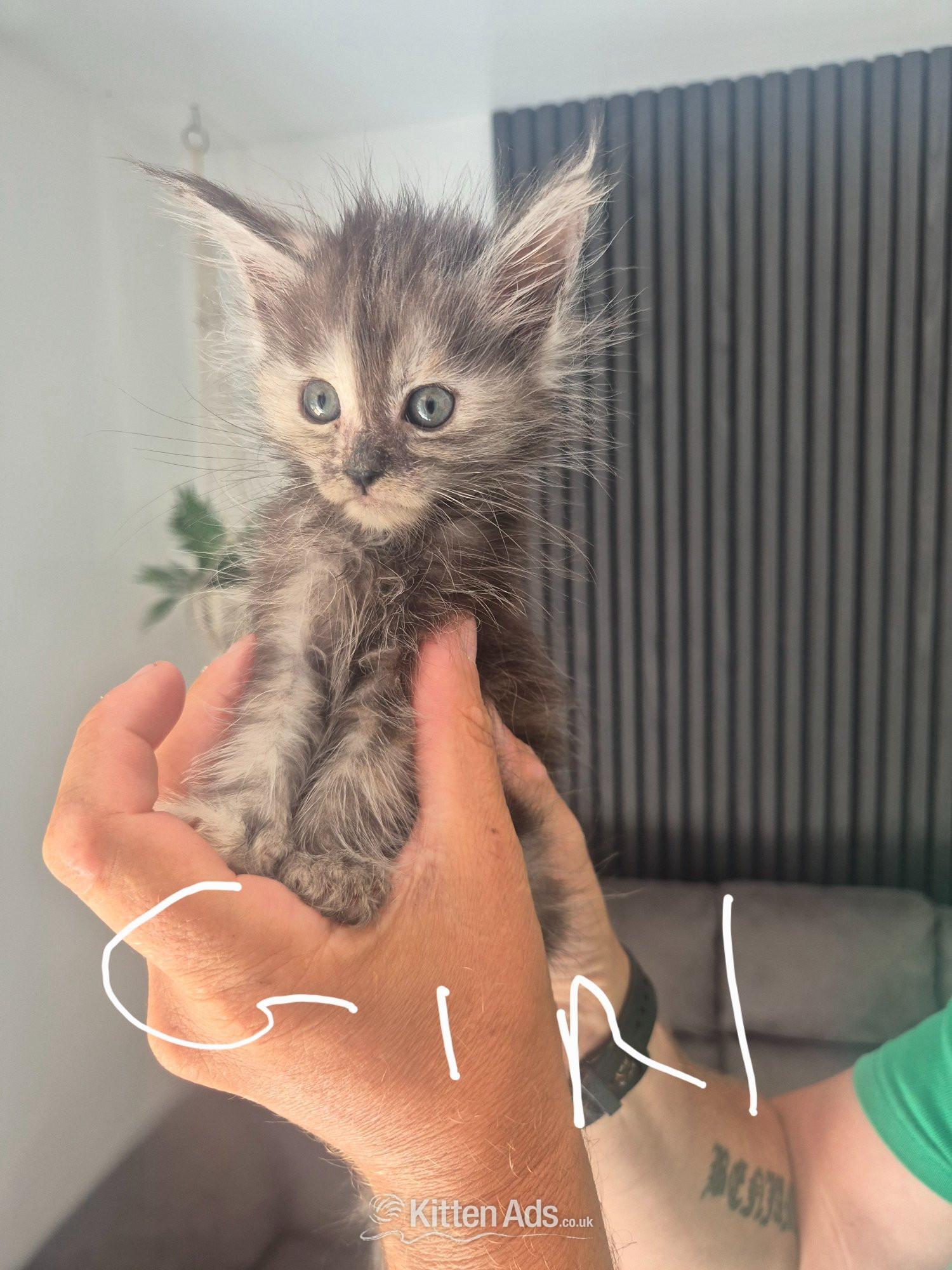 Pure Maincoon kitten for sale in {LOCATION}