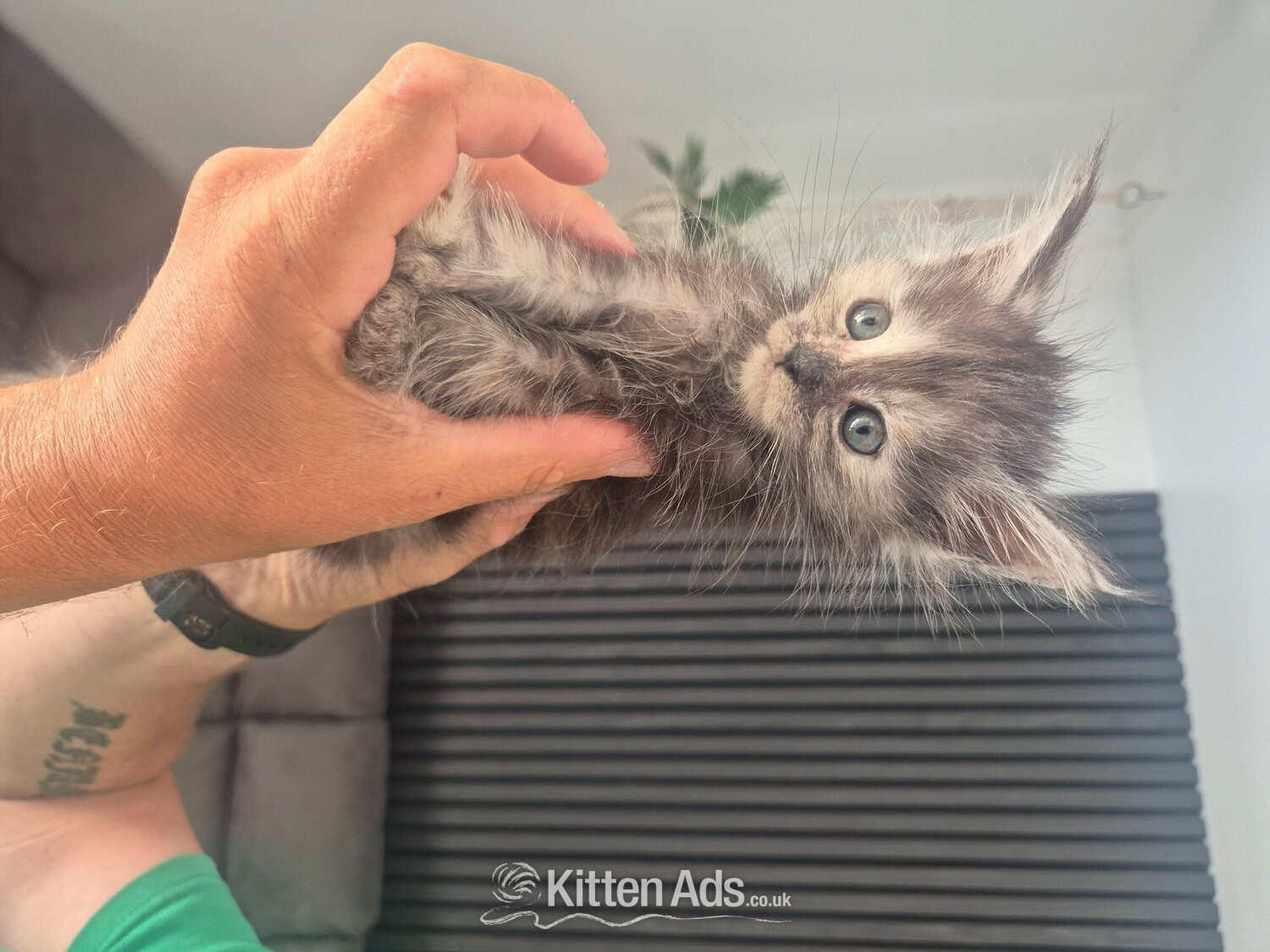  Pure Maincoon kitten for sale - Maine Coon