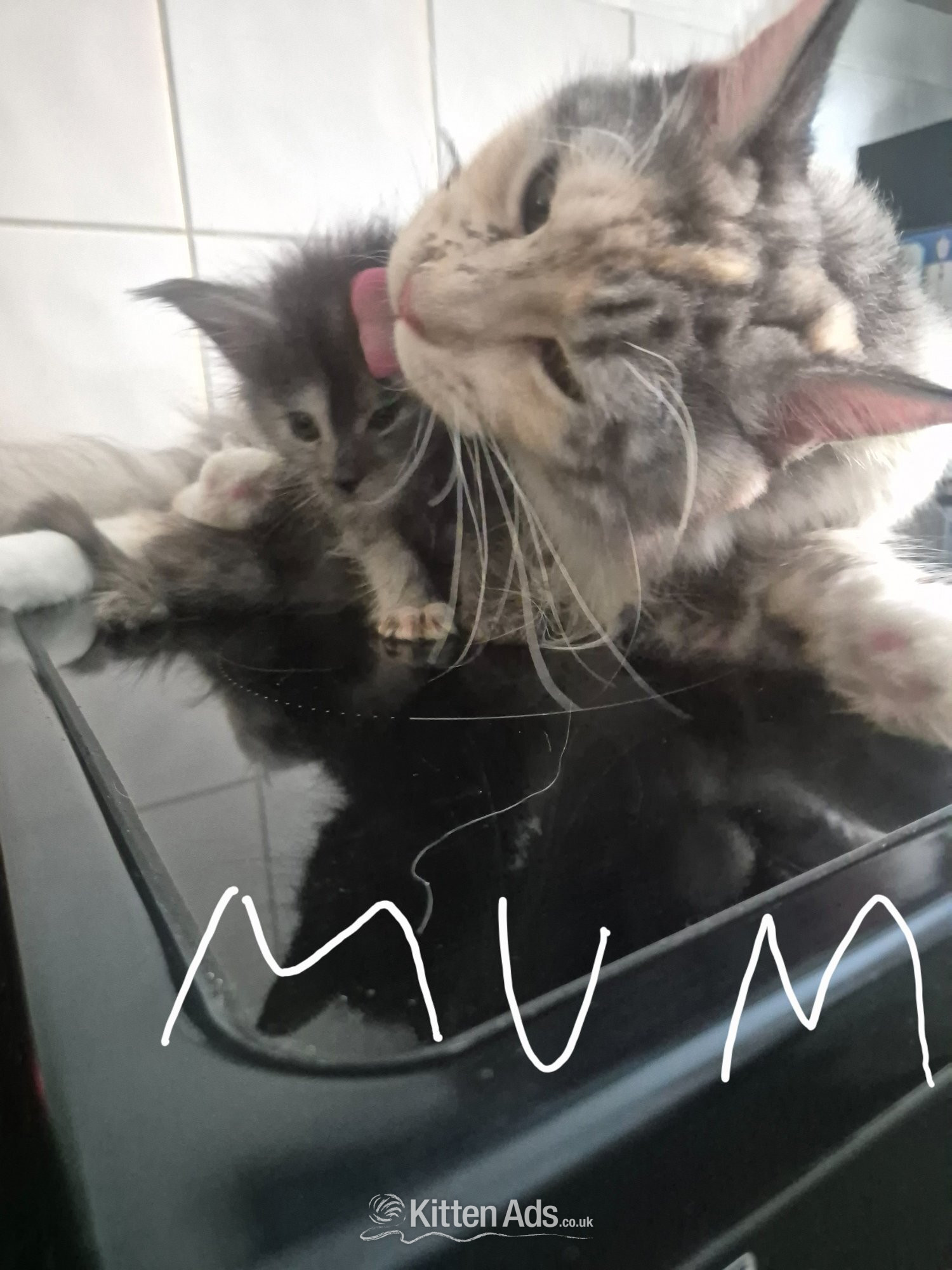 Maine Coon Cats and Kittens
