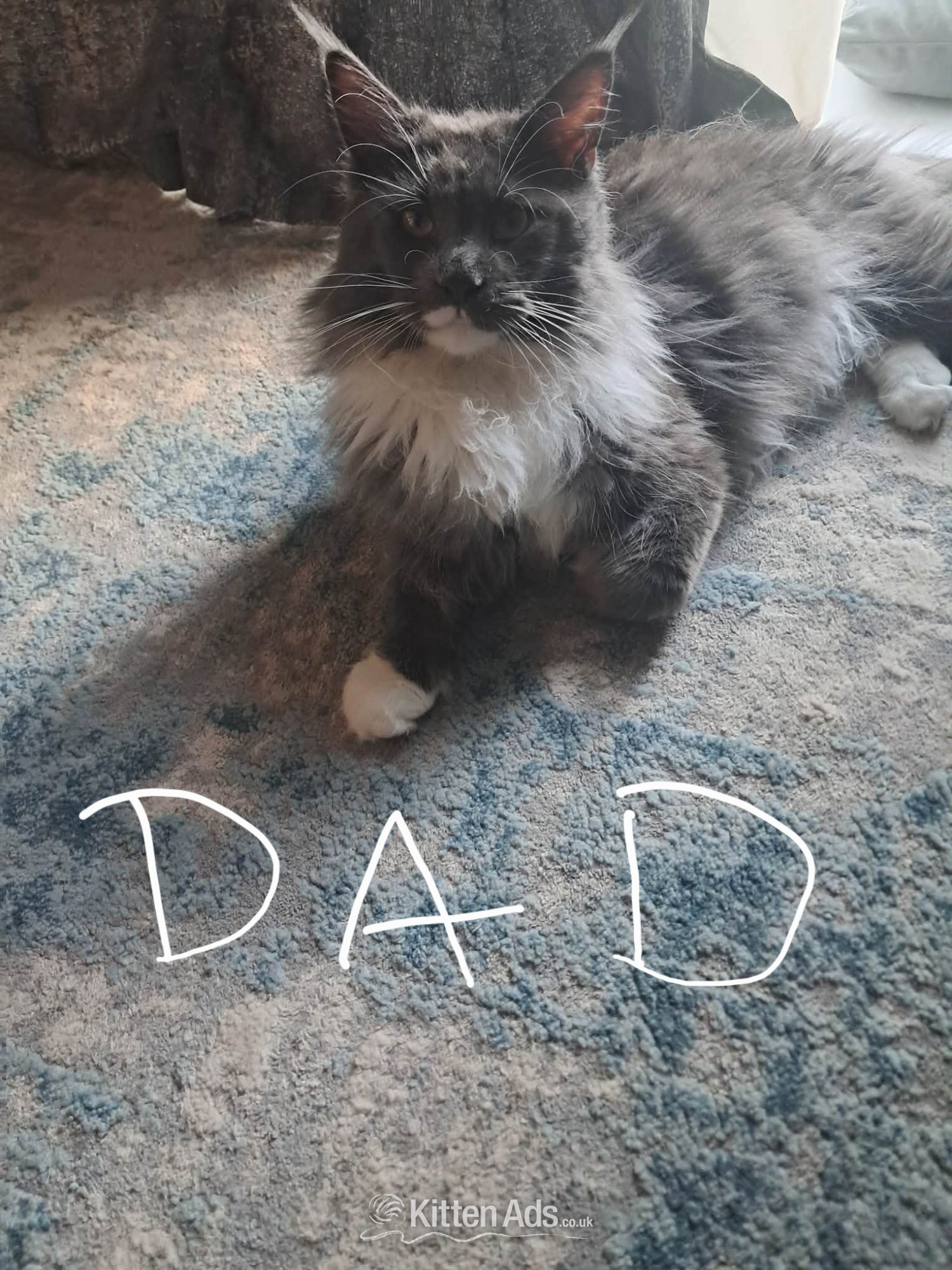 Maine Coon -  Pure Maincoon kitten for sale