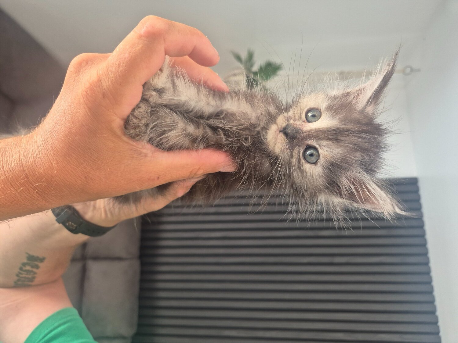  Pure Maincoon kitten for sale - Maine Coon