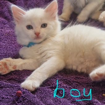 TURKISH ANGORA X