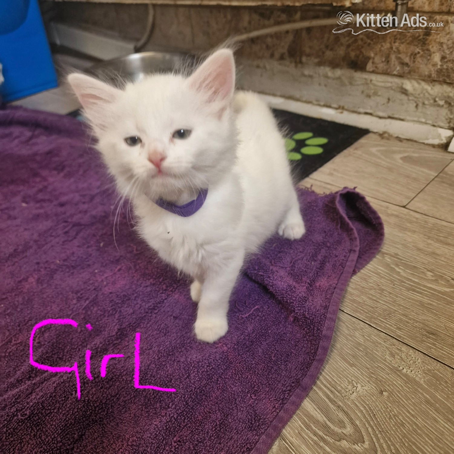 Turkish Angora