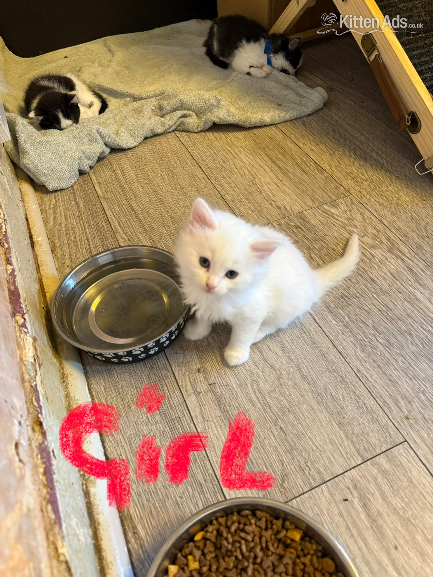 Turkish Angora Cats and Kittens