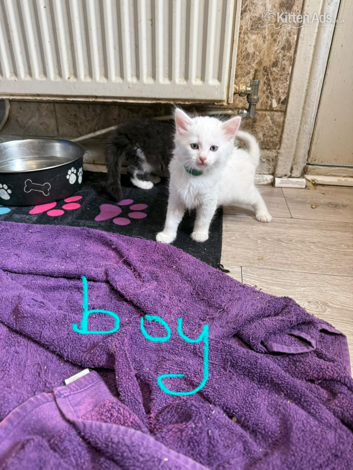 Turkish Angora - TURKISH ANGORA X