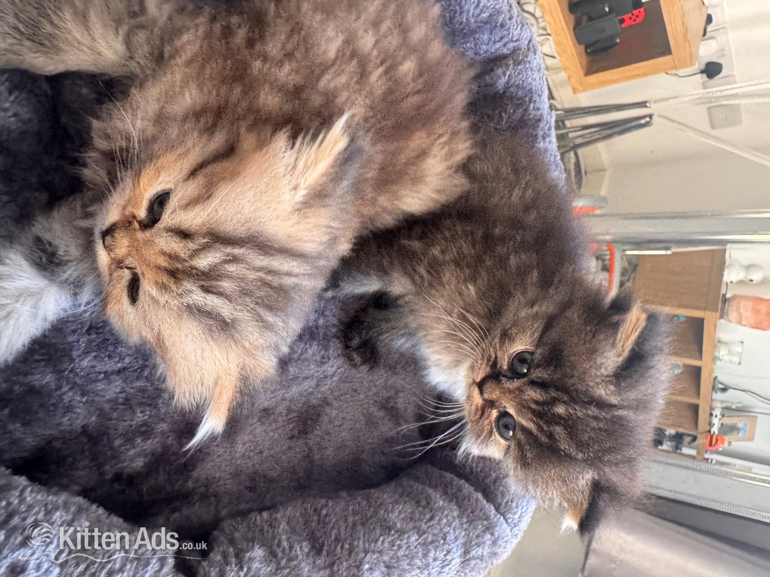 Stunning doll face Persian  in {LOCATION}