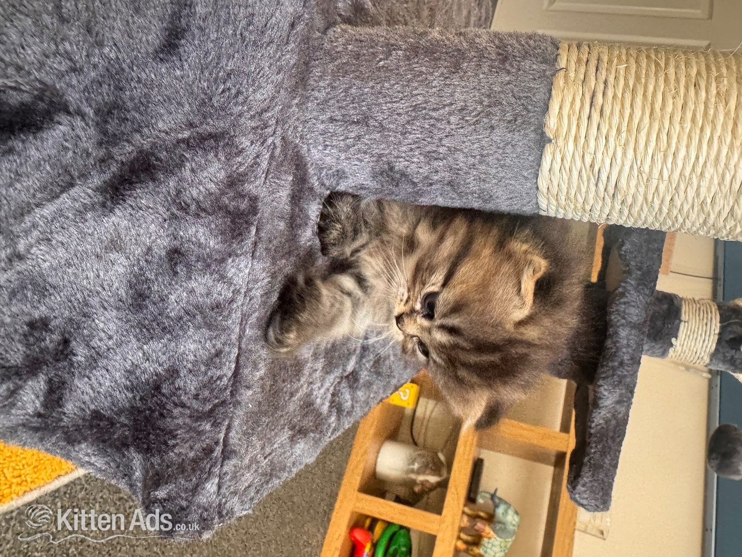 Persian Cats and Kittens