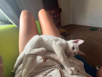 Beautiful pure white blue eyed boy 10 weeks old had first jab 
