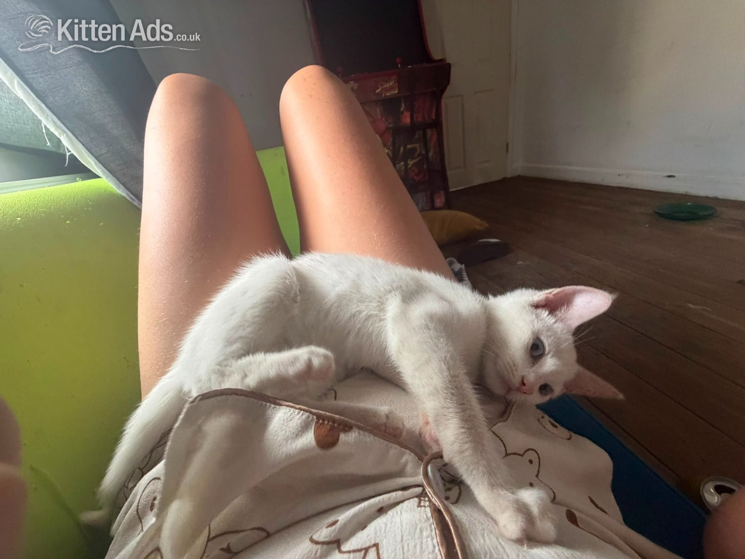 Beautiful pure white blue eyed boy 10 weeks old had first jab  in {LOCATION}