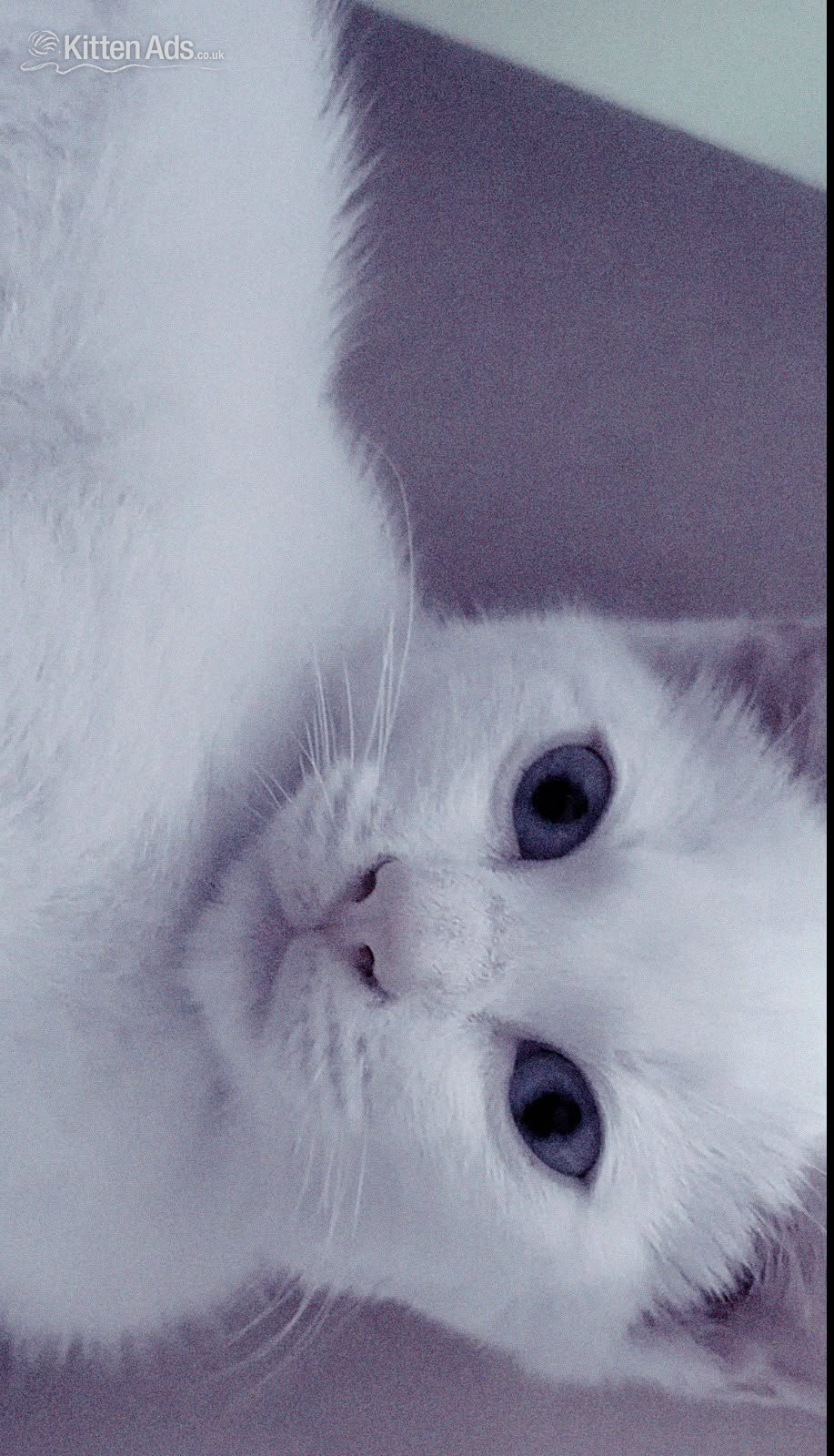 British Shorthair - Beautiful pure white blue eyed boy 10 weeks old had first jab 