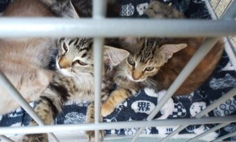Kittens for sale 