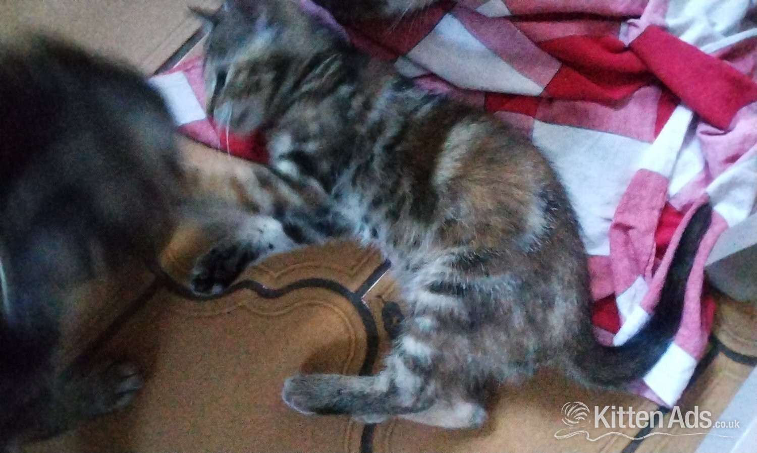 Other Breed Cats and Kittens