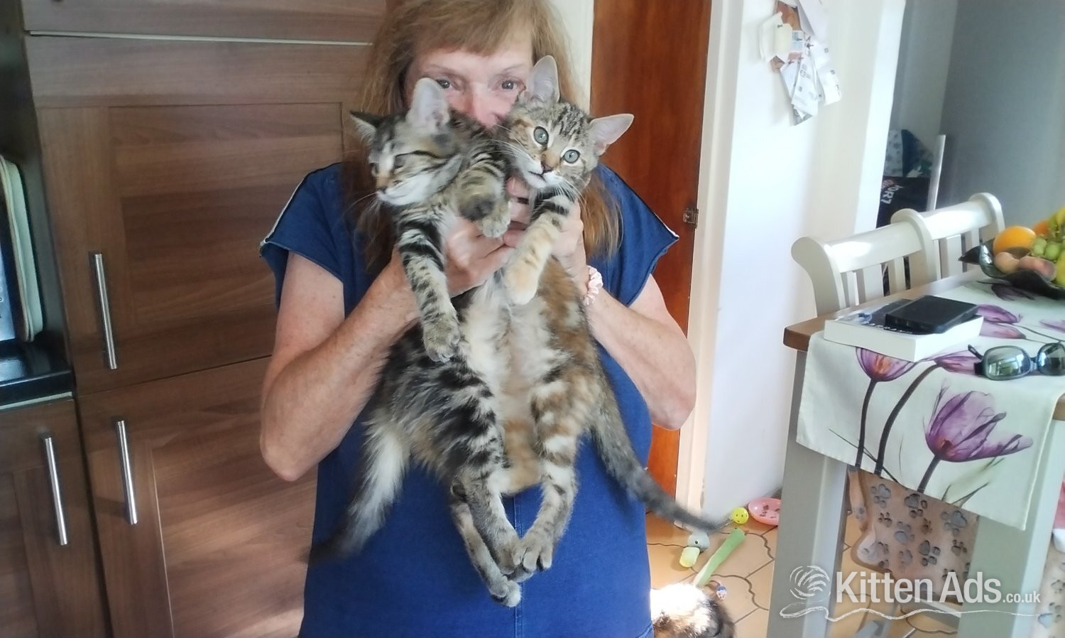 Other Breed - Kittens for sale 