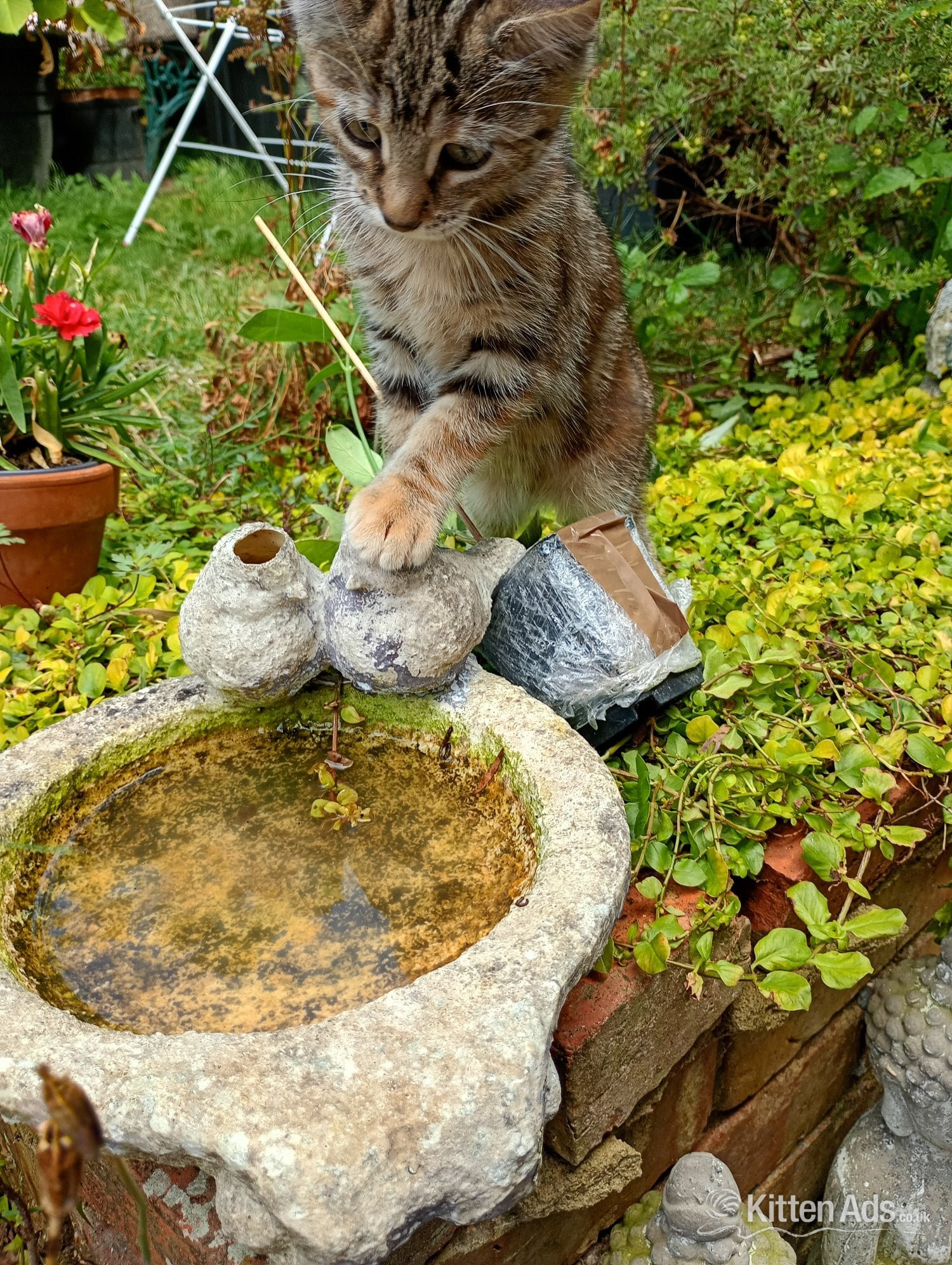 Kittens for sale  - Other Breed
