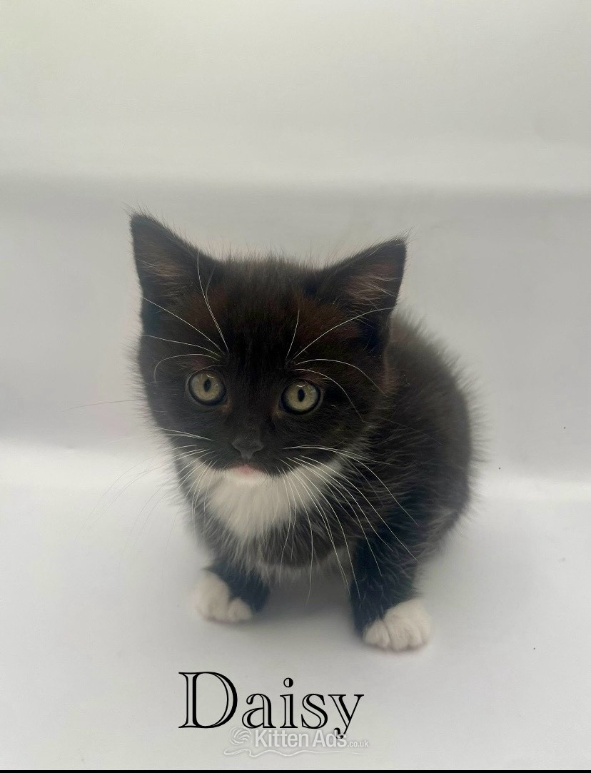 Beautiful British shorthair cross  in {LOCATION}
