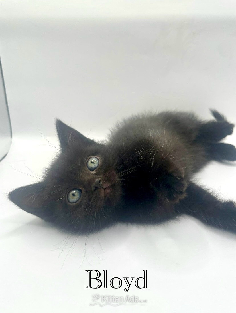 British Shorthair - Beautiful British shorthair cross 