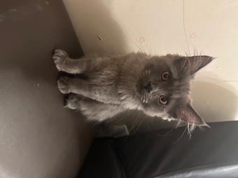 Beautiful blue Maine coon kitten 