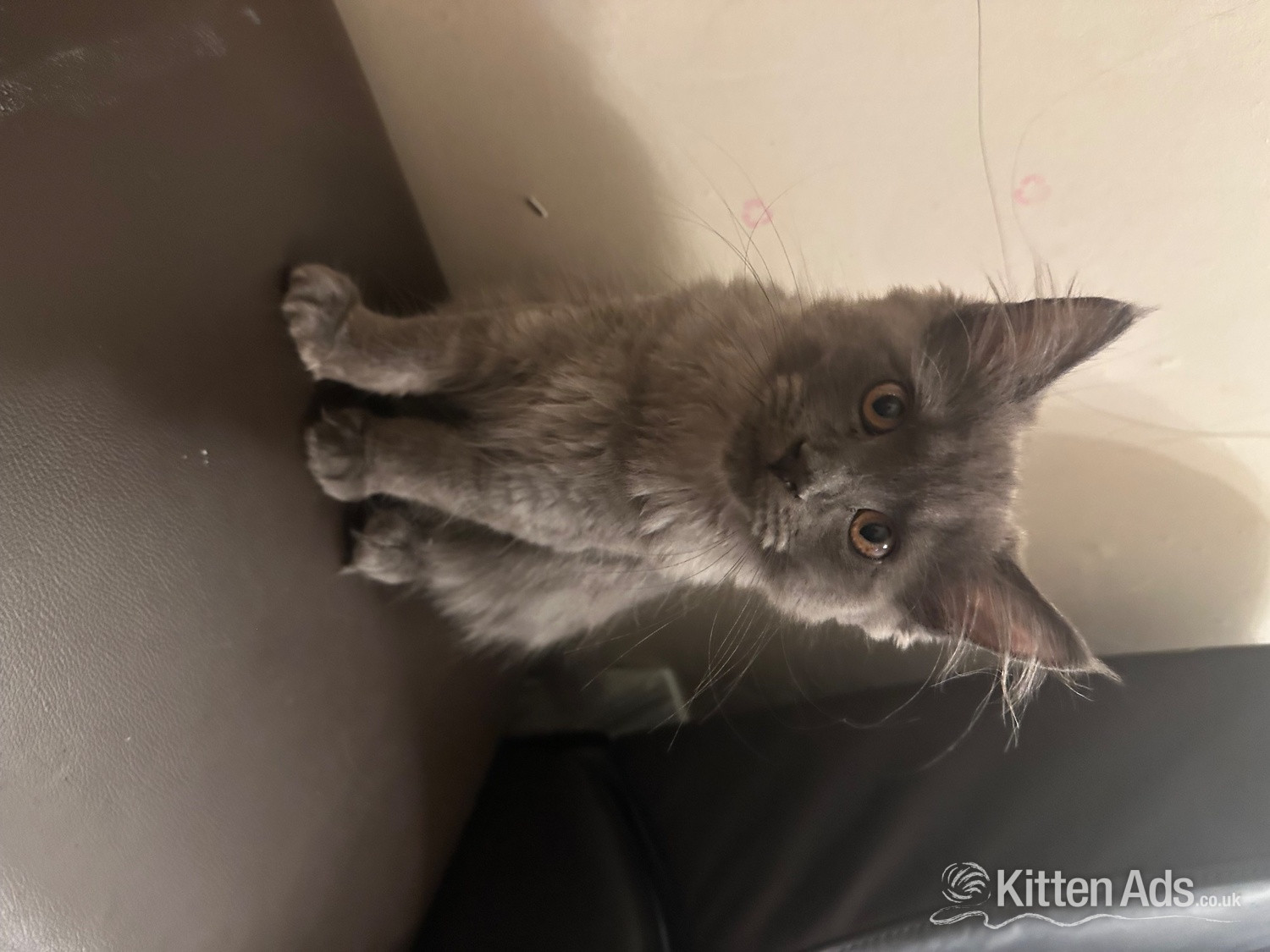 Beautiful blue Maine coon kitten  in {LOCATION}